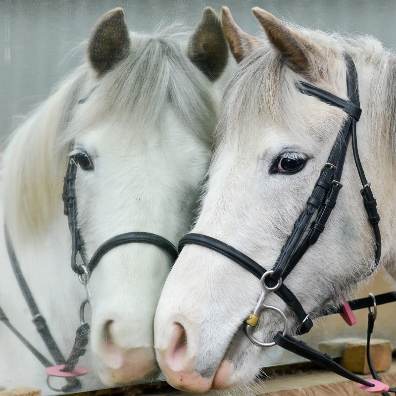Horse Stable Mirror Perpsex